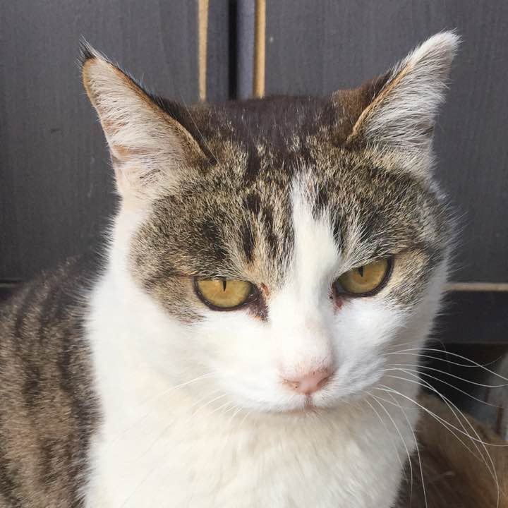 ヤツガシラの出品情報 評価 24 出品数 メルカリ スマホでかんたん フリマアプリ