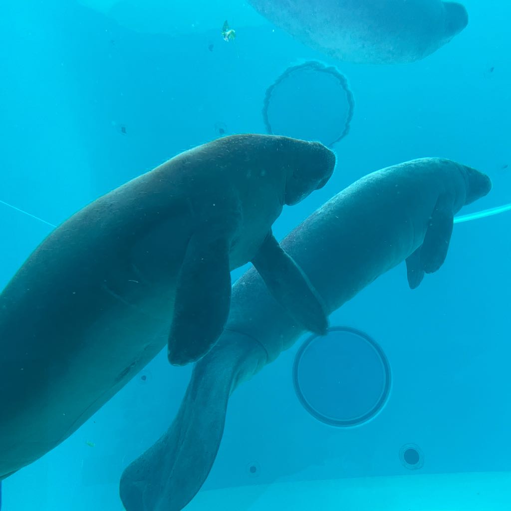 黒王ゴリラ松の出品情報 評価 197 出品数 180 メルカリ スマホでかんたん フリマアプリ