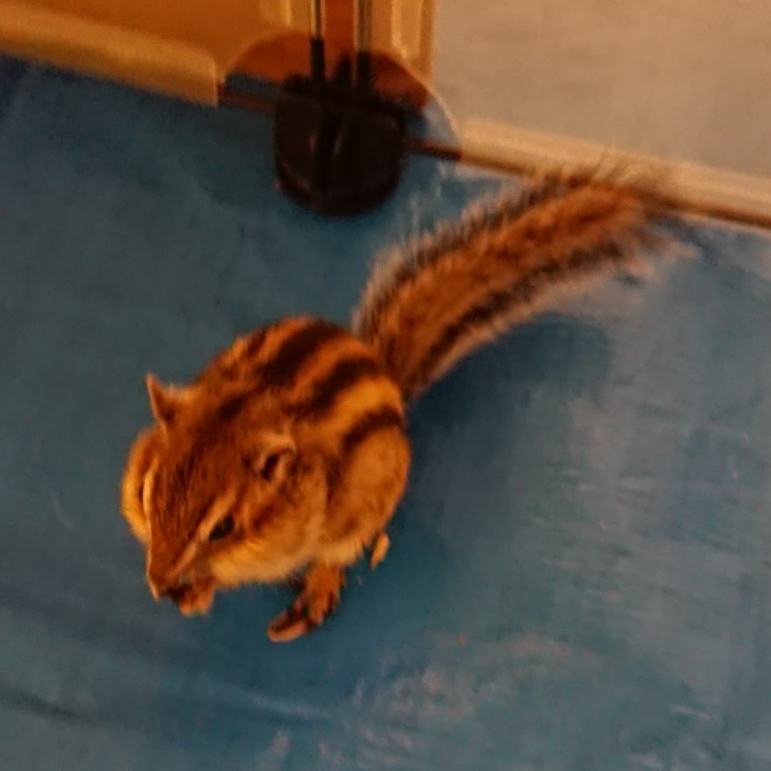 超安い 12冊まとめ売り コミック 大量 雨宮叶佳 エロラバ 少女漫画 少女漫画 Fr Elausys Be