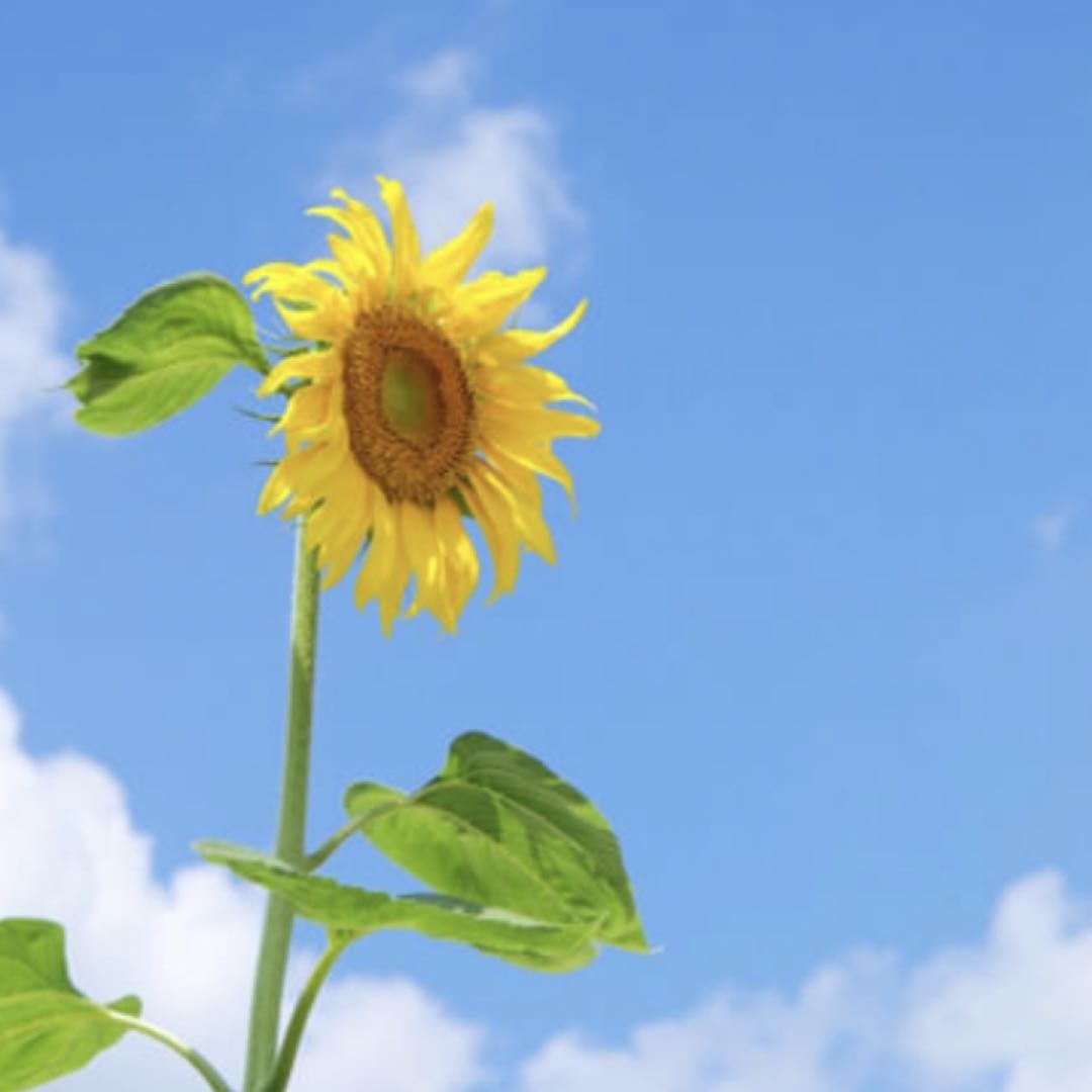 ⭐︎薄桜鬼⭐︎クリアファイル⭐︎劇場版⭐︎第2章⭐︎沖田