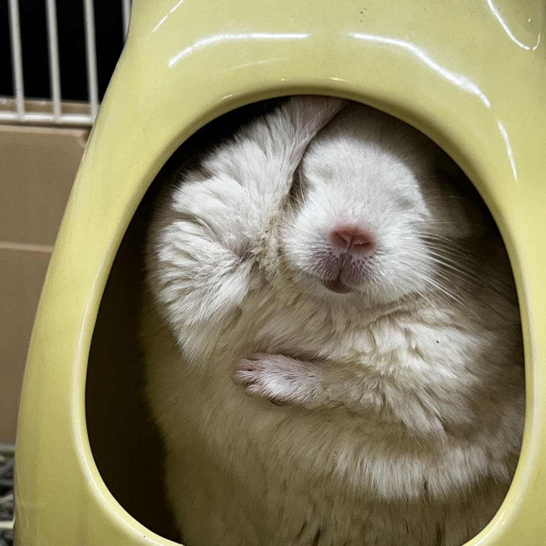 レア】リトープス 紫 日輪玉 悪魔の実 1.5年生（残りが少ない） - メルカリ 