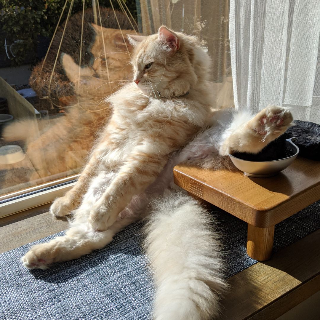 おまけ付 ウエット ドライスーツ アンクルタイプ J Fish ブラック S Jwd ジェットスキー ウェイクボード ボート ヨット Dprd Jatimprov Go Id