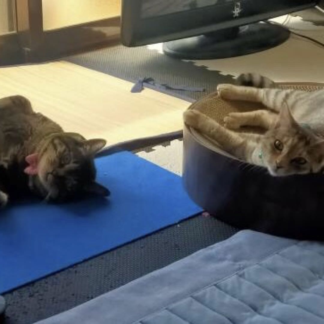 ☆オーダーページ⑥☆ 猫シュシュ首輪 和柄 猫用品 人気新品 - expresiondigital.ucp.edu.co ☆オーダーページ⑥☆ 猫シュシュ首輪 和柄 猫用品 人気新品 - expresiondigital.ucp.edu.co