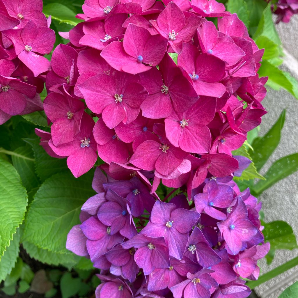 市場 Evo 花がたくさん咲く土