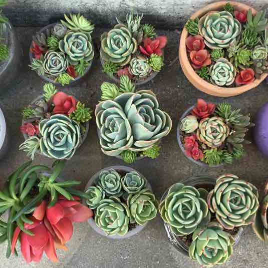 モリモリ❤️☆切り株型鉢☆寄せ植え☆豪華☆このまま飾れます☆多肉 