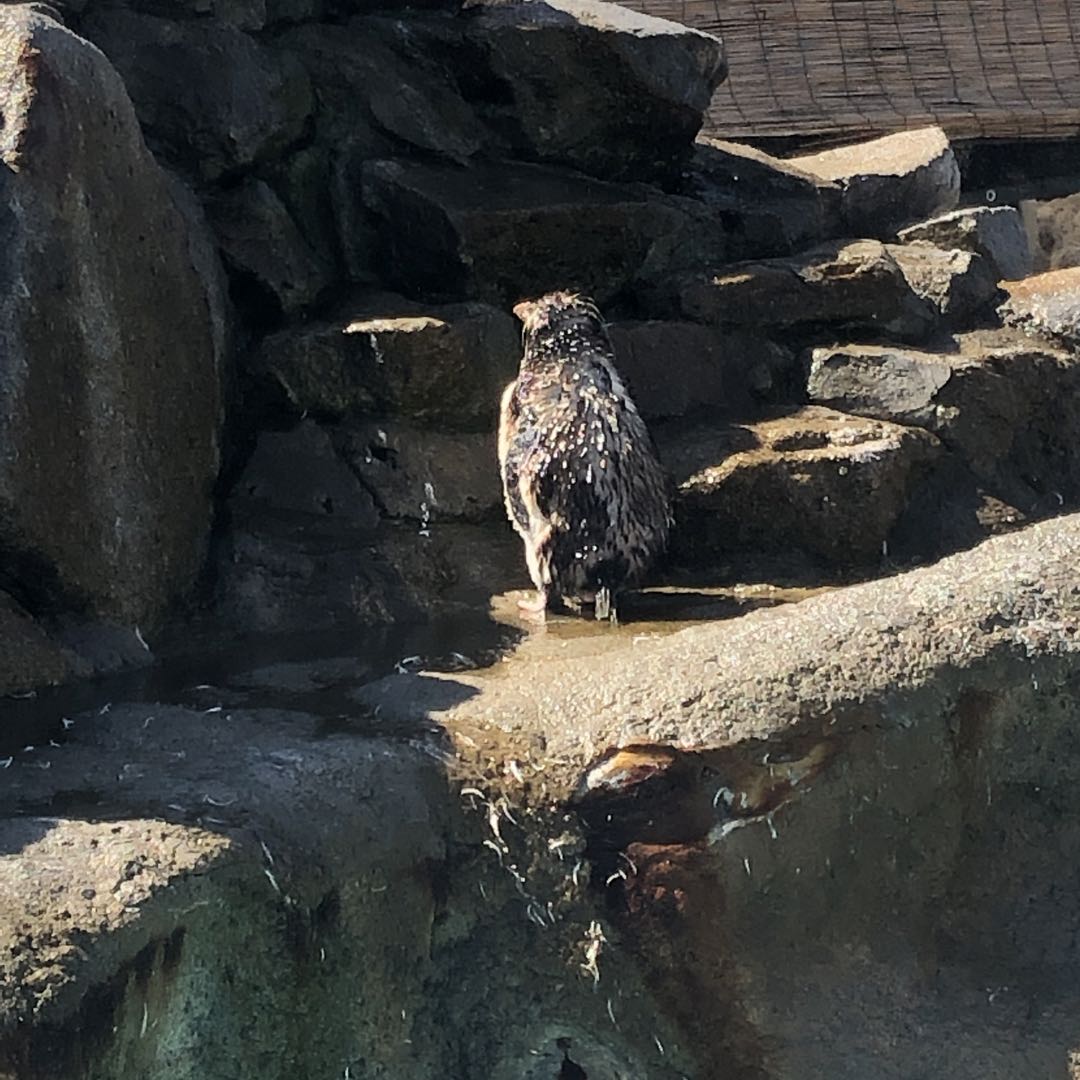 オーバーロード ナーベラル・ガンマ(バニー)抱き枕カバー&シリコン  