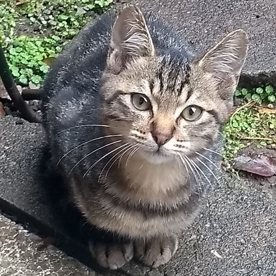 Pulseの出品情報 評価 74 出品数 155 メルカリ スマホでかんたん フリマアプリ