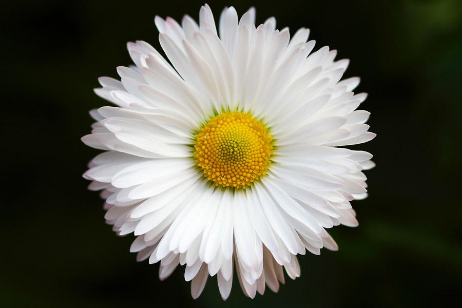 LOEWE ロエベ 子羊 ムートン コート キャメル ミディアム ふんわり暖か  