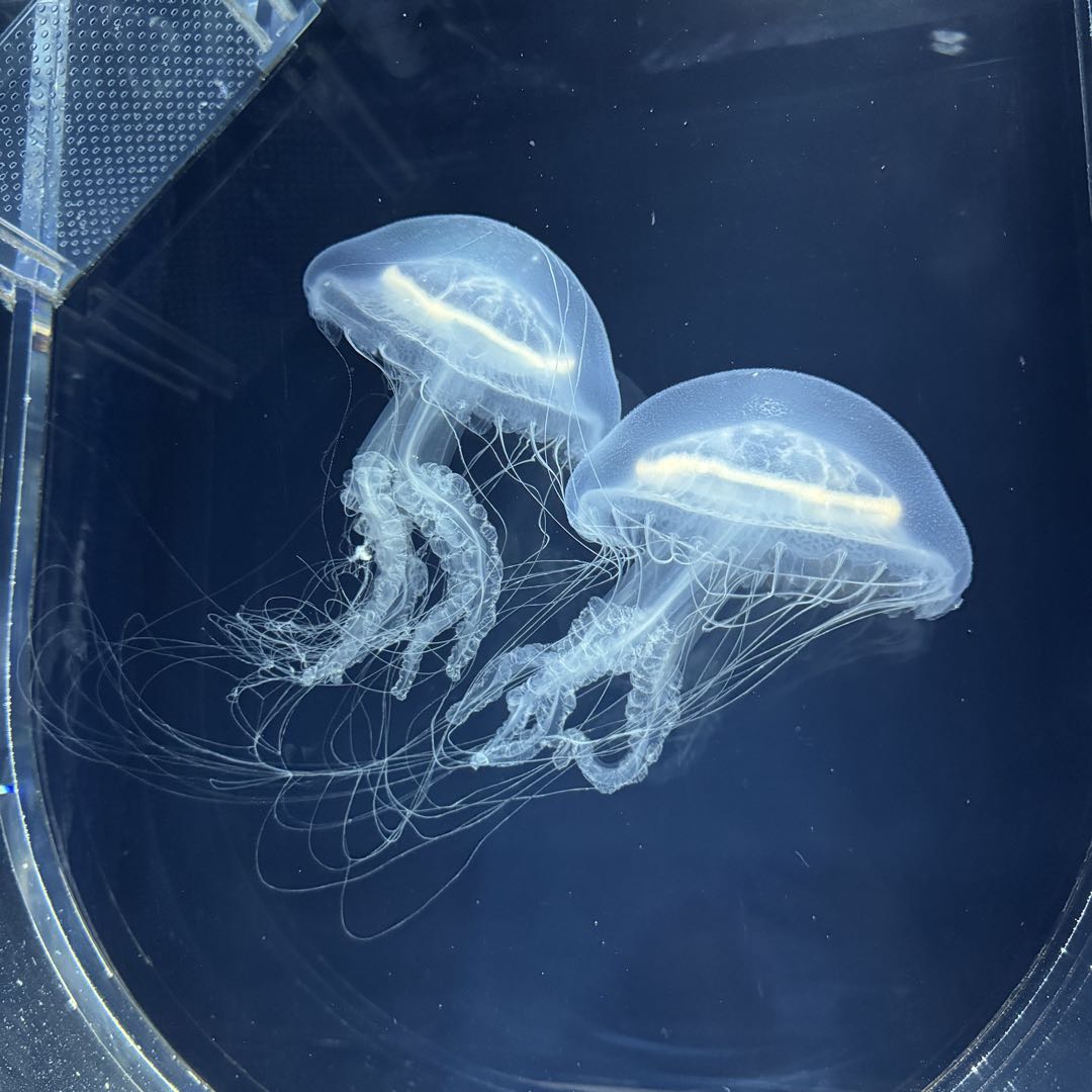 OY オーワイ ロゴ ジップパーカー 完売品 ブラック 戦慄かなのさん着用  