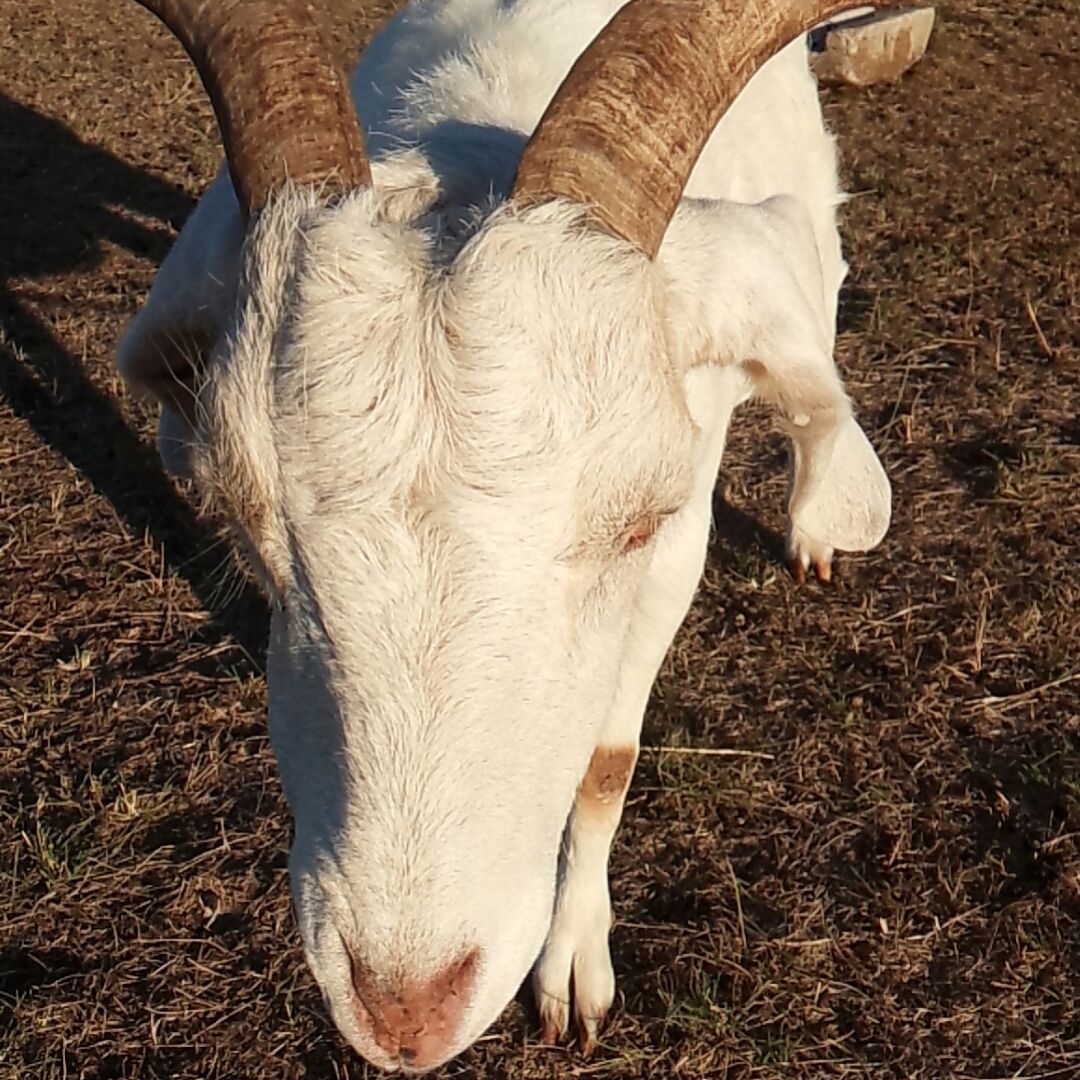 さばドル 乃木坂46 生写真 2枚セット - メルカリ 