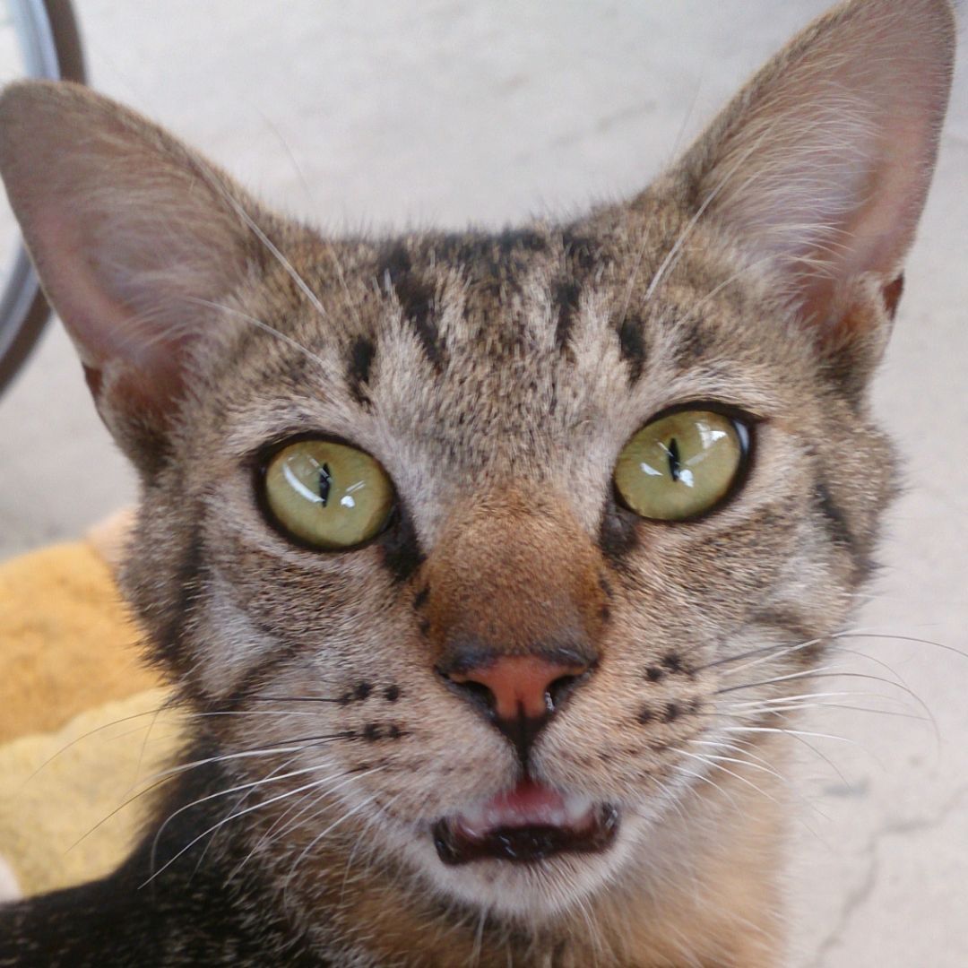 売れ筋商品 k.huetaiko様用②煤竹女竹∅約２cm程度三本と③∅約２cm