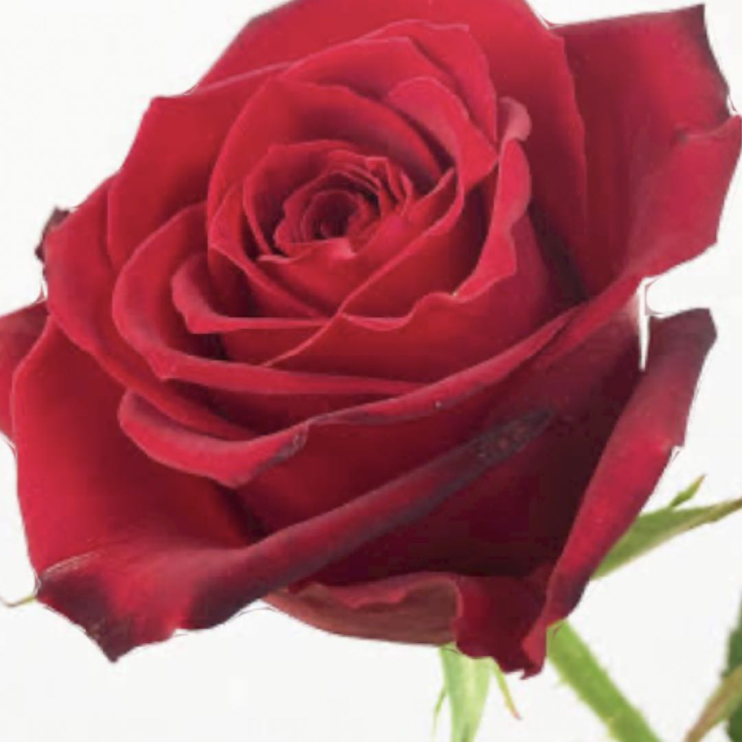 美品 フェラガモ リアルレザー、リアルムートンコート 子供服 100 赤  