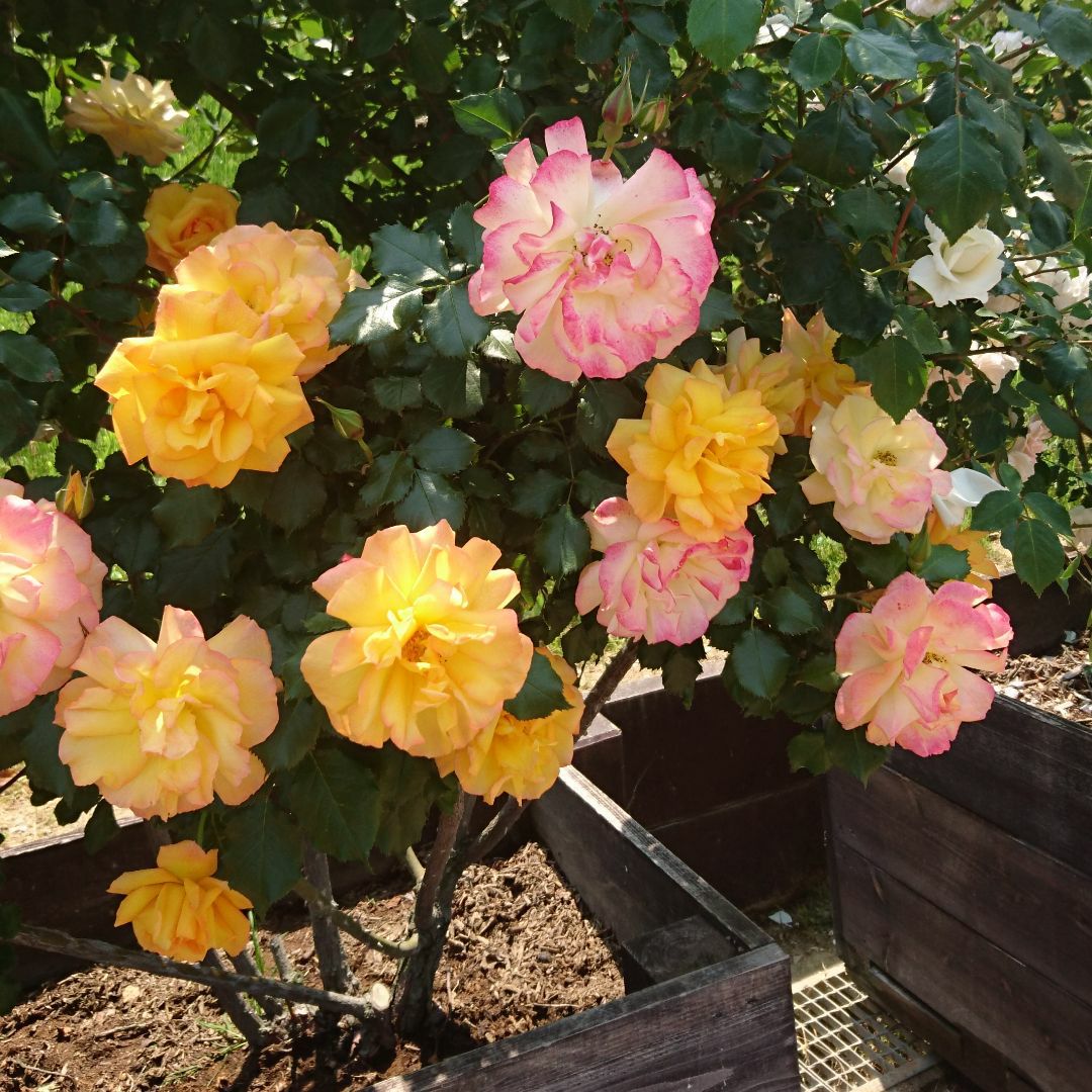 k18 本鼈甲 琥珀 海外購入ネックレス 750刻印 祖母より