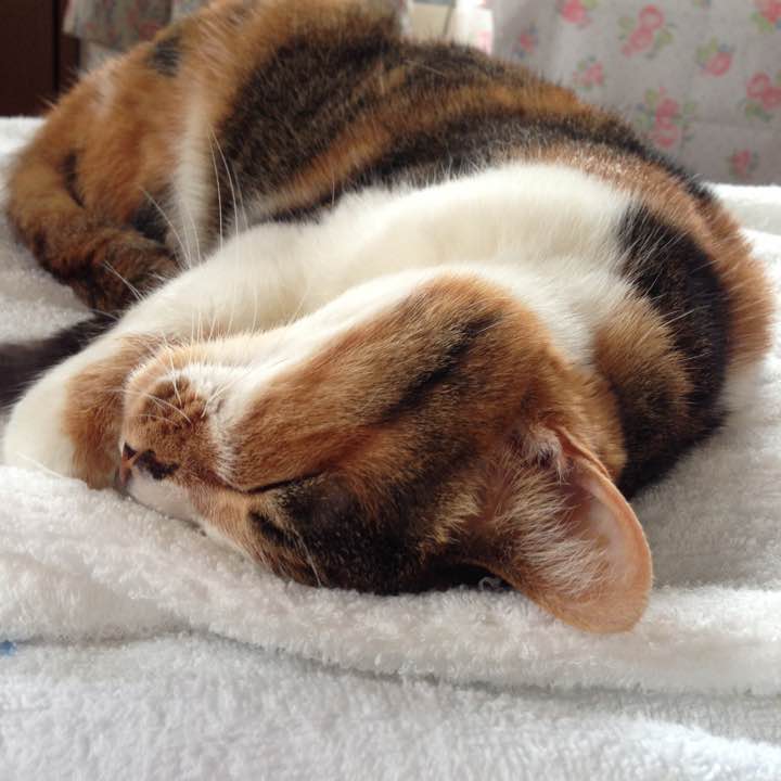 コヤンイサムチョン ハンドメイドメイド クリアポケットサコッシュ  