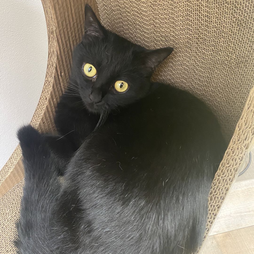 STEINMETZ シュタインメッツ サイド スカート ザフィーラ トラヴィック  