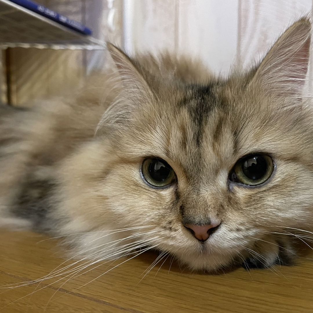 ウェディングドレスカラードレスセール中様専用◇色打掛】カネボウ 美 