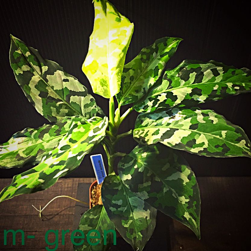 引き取り限定 一枚板 台 ベンチ 大人4人 観葉植物 多肉植物 塊根植物  