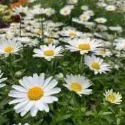 Pipiの出品情報 評価 246 出品数 268 メルカリ スマホでかんたん フリマアプリ