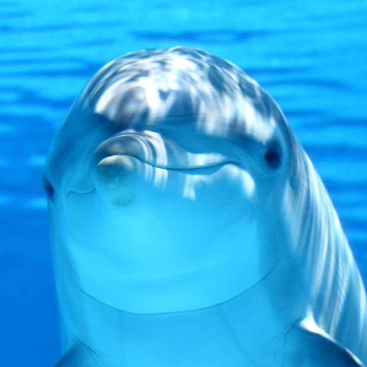 イルカの出品情報 評価 142 出品数 109 メルカリ スマホでかんたん フリマアプリ