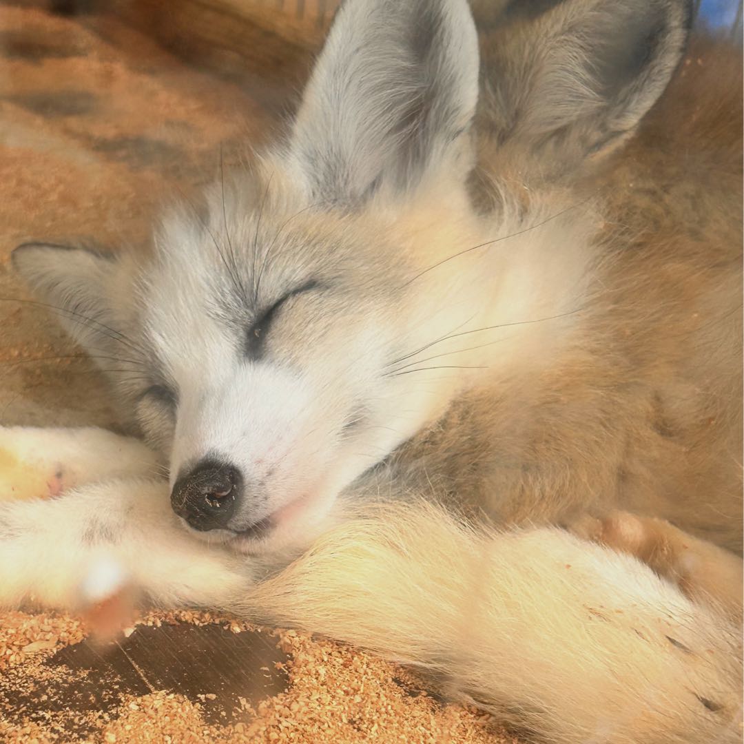 レッドオルカ 秋元義彦 作 華倶夜(かぐや) - メルカリ 