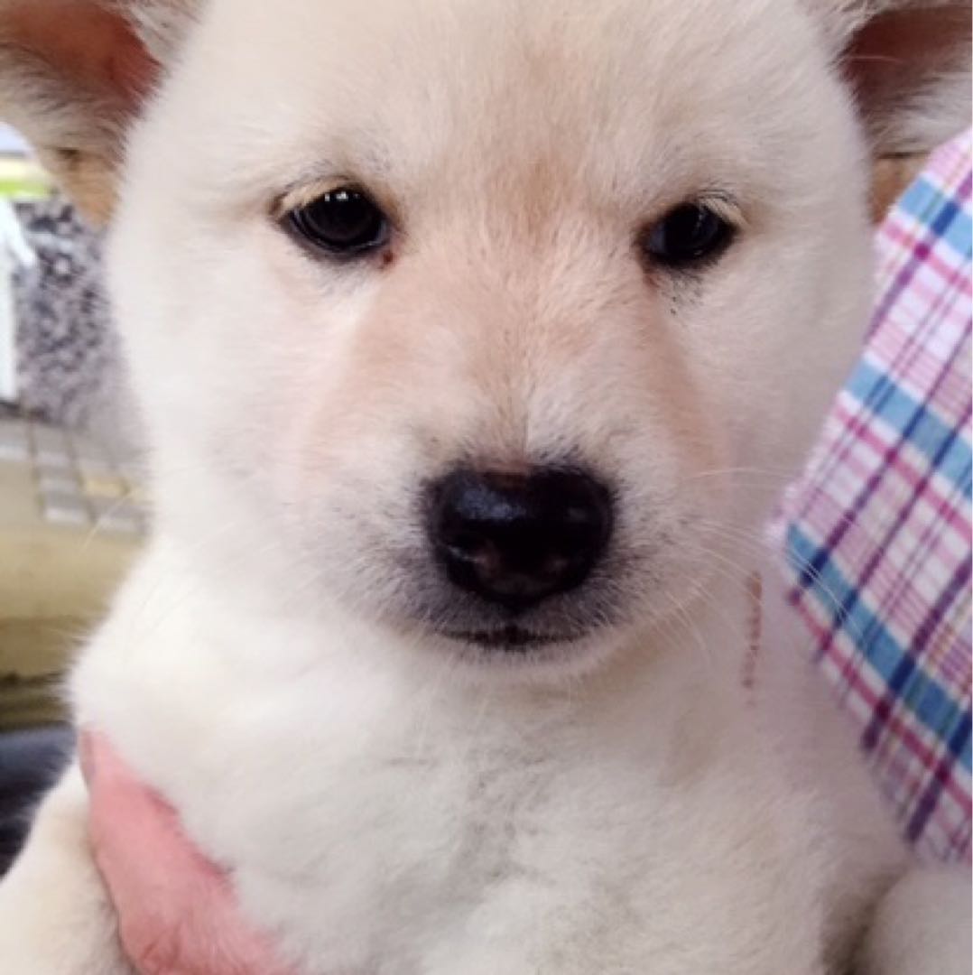 セオリーリュクス ☆デニム風ノーカラースプリングコート美品 - メルカリ 