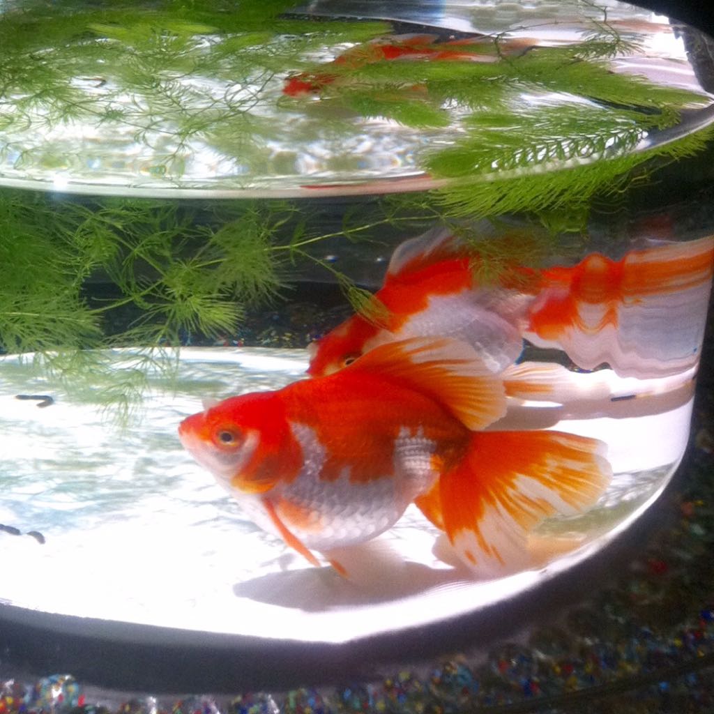 Momo プロフ必読お願いします の出品した商品 メルカリ