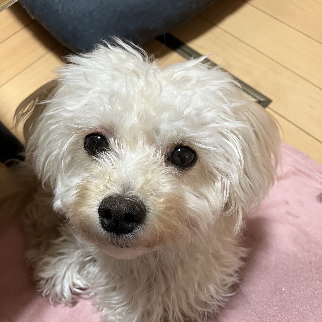 グラッシーレグナ90 新品未開封