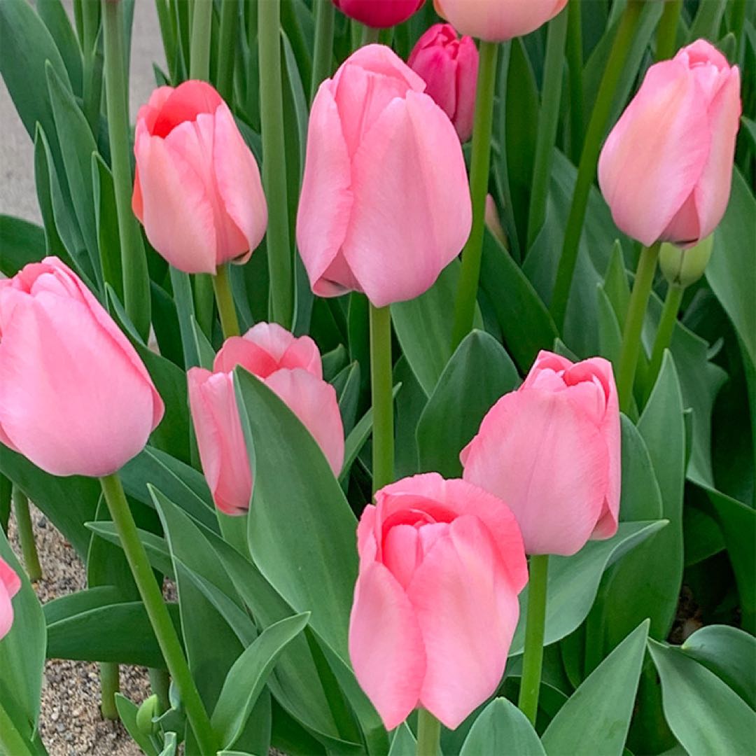 富士葵 サプライズボックス 6月号 ウエストポーチ by メルカリ 