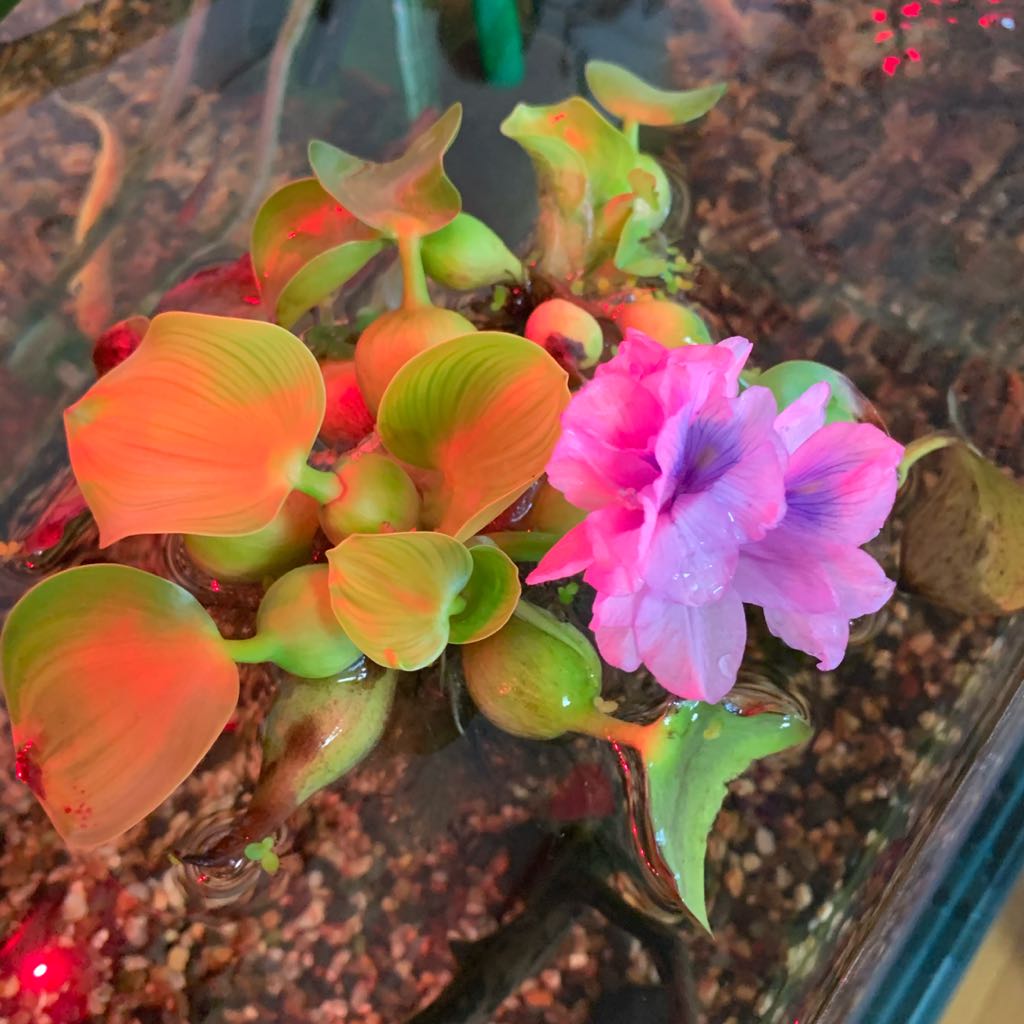 返品対応してきて返ってこなかったフィギュア - メルカリ 