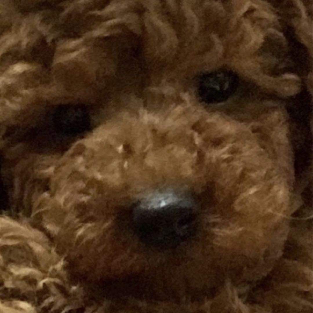 オパール毛糸で編んだブルー系のワンピースを着たくまさん - メルカリ 