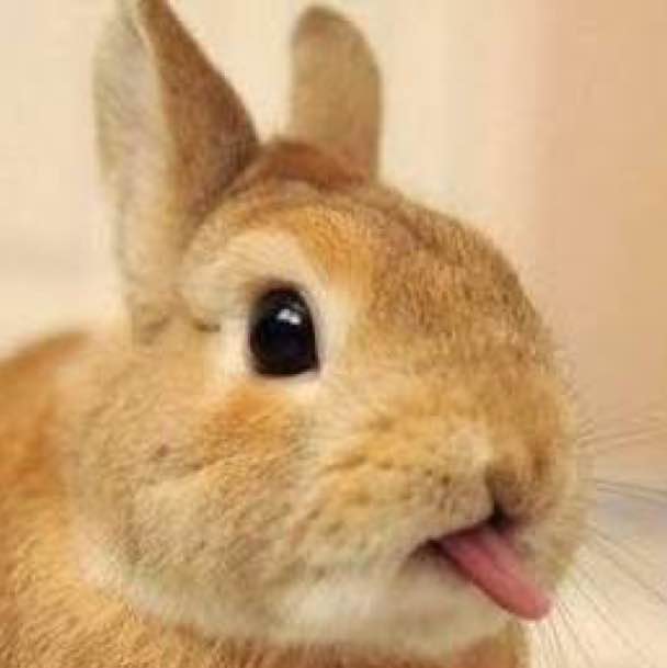 Usagi No Mimiの出品情報 評価 22 出品数 18 メルカリ スマホでかんたん フリマアプリ