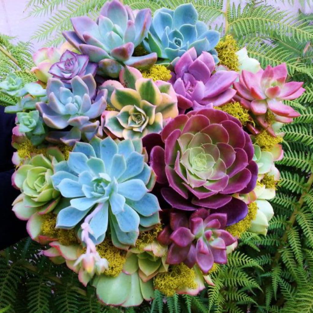 有田焼 源右衛門窯 染錦獅子牡丹絵 湯呑5客揃 箱無し - メルカリ 