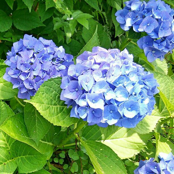田園詩 薔薇柄羽織ロングワンピース ピンク 春物 - メルカリ