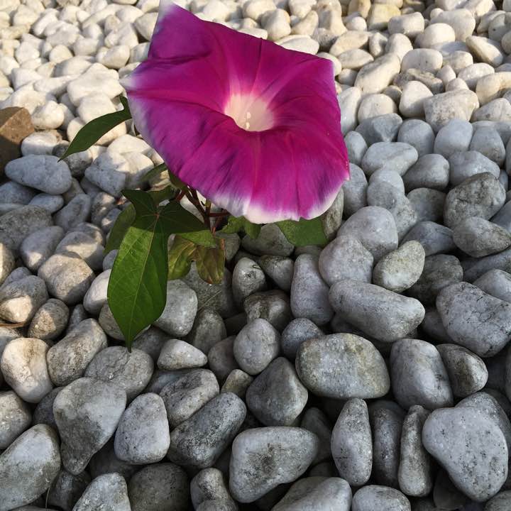 ネコポス 時間 指定