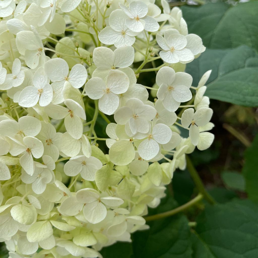 源右衛門盛り皿5枚組（染錦山水図） - メルカリ 