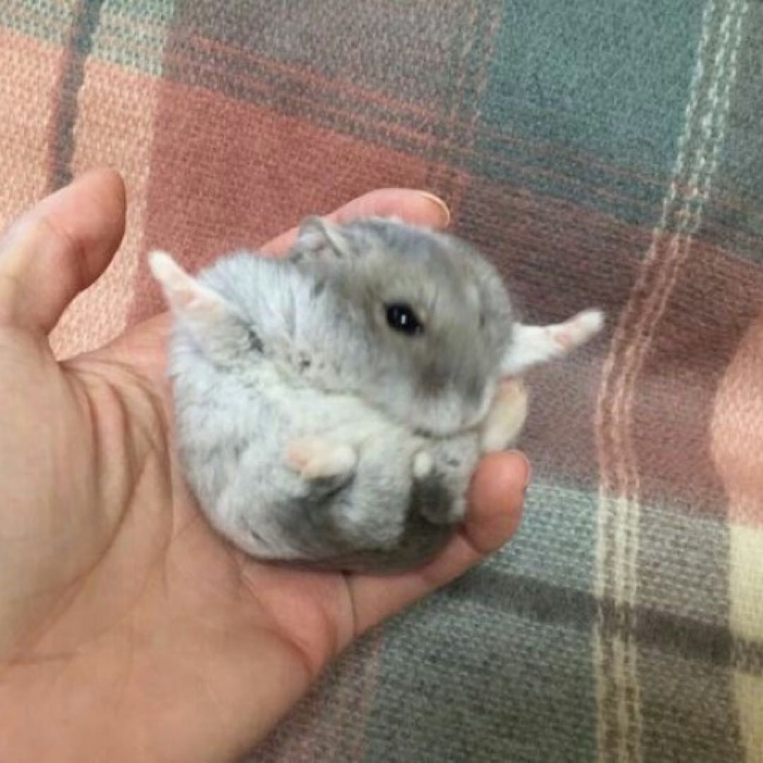 KEGEL メタリック 半袖シャツ - メルカリ 