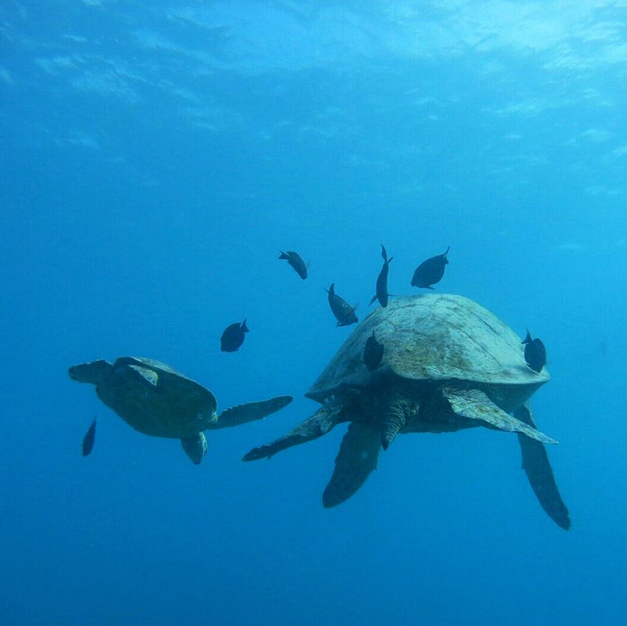 Spick and Span 2022SS ドビークロスサックドレス - メルカリ 