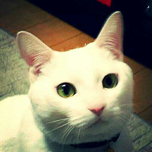 DIESEL ONLY THE BRAVE マネークリップ - メルカリ 