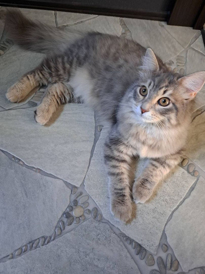 アガベ 糊斑 リップルエフェクト オルカ キラー ライムストリーク  