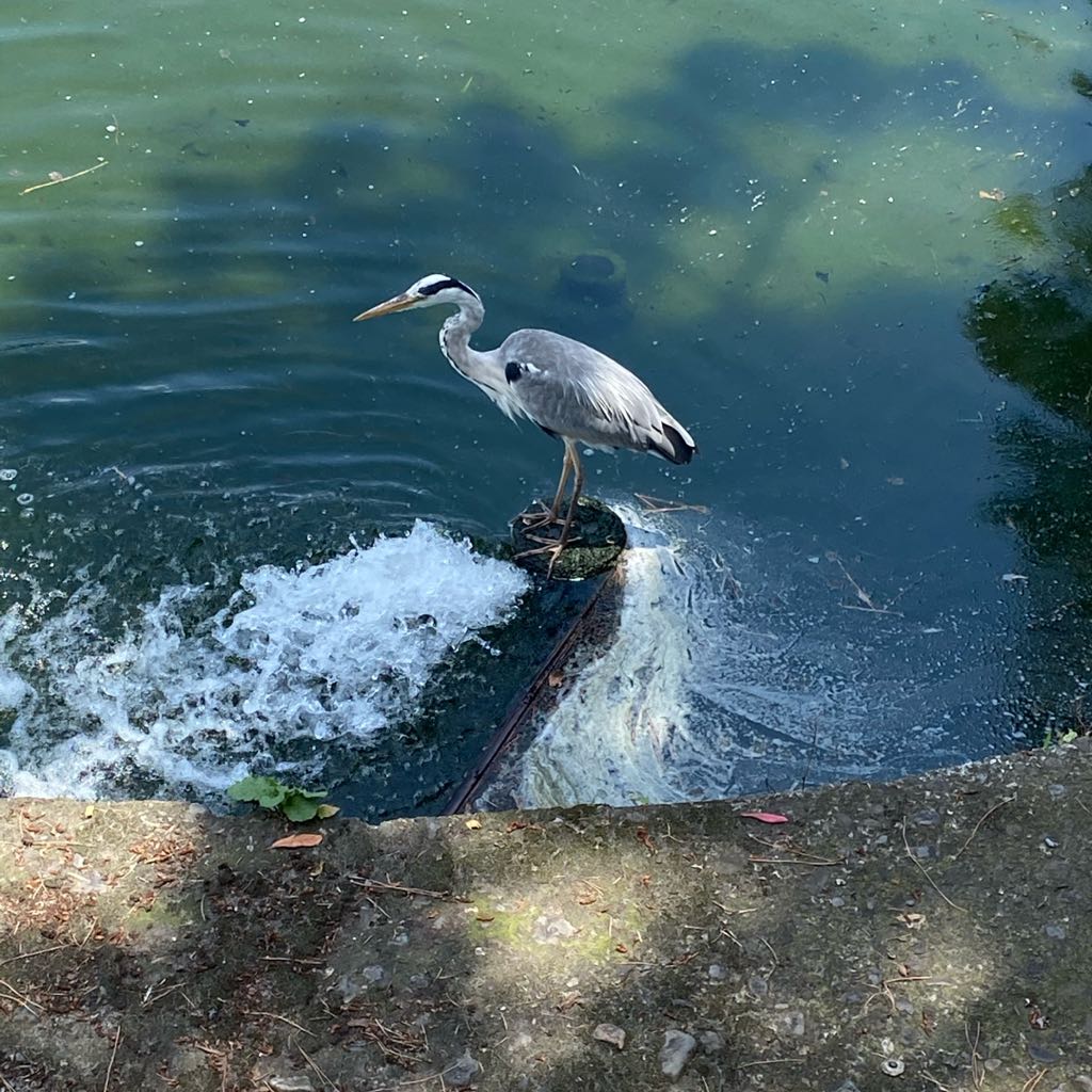 Maronの出品情報 評価 7 出品数 246 メルカリ スマホでかんたん フリマアプリ