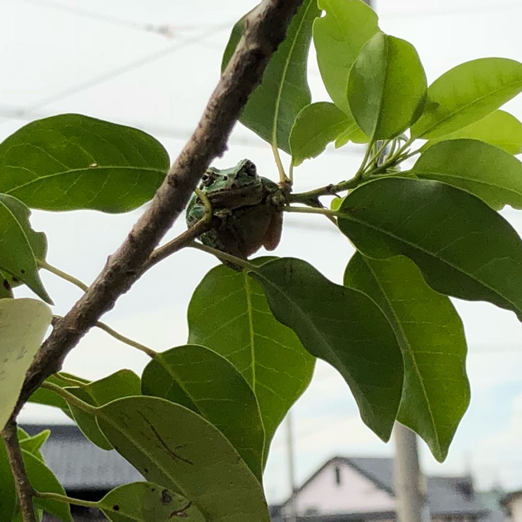みなと様ムランジーナ発根済み みなと様ムランジーナ発根済み