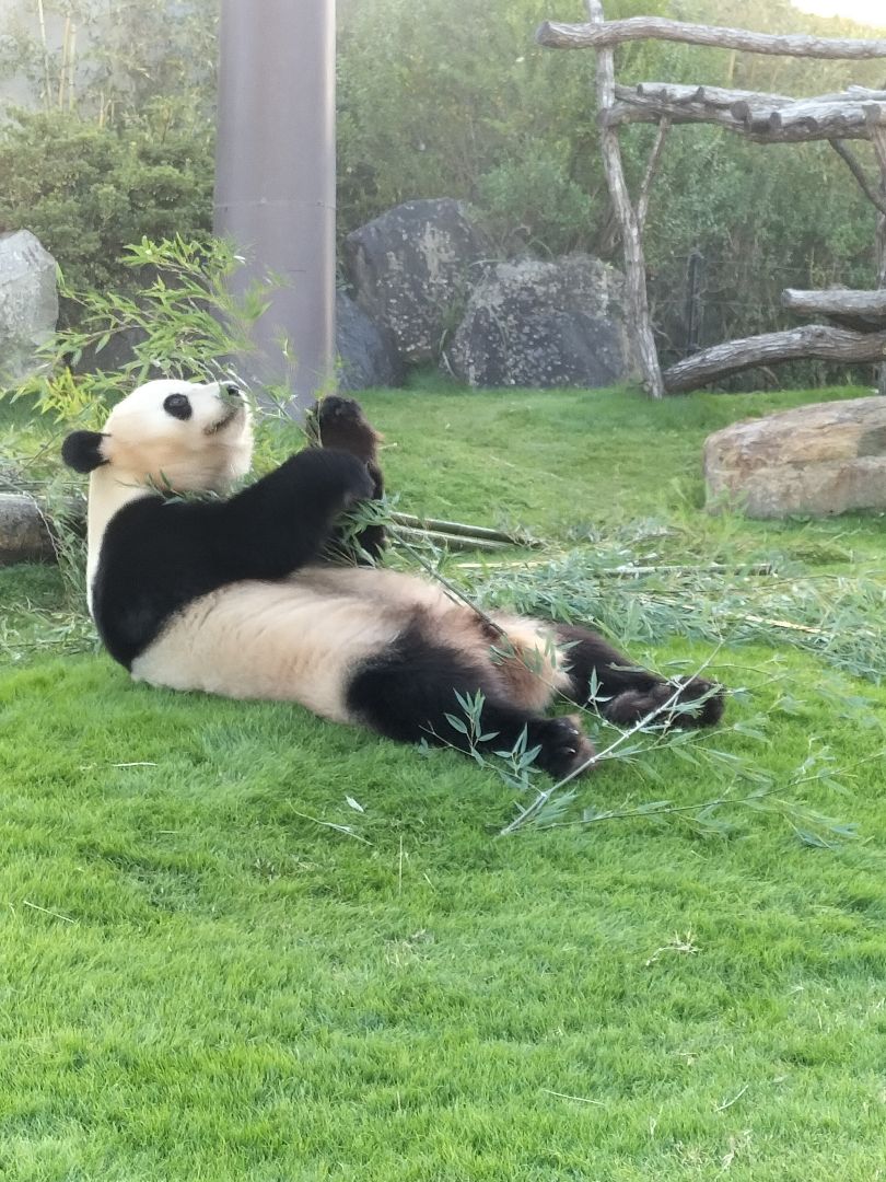 メルカリ 交渉 中 横取り