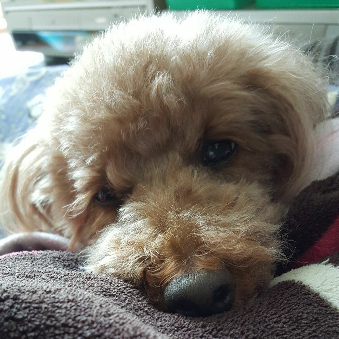 1163 .⚠️即購入不可 パネル生地 6/17日受付分9柄1セット1080円  