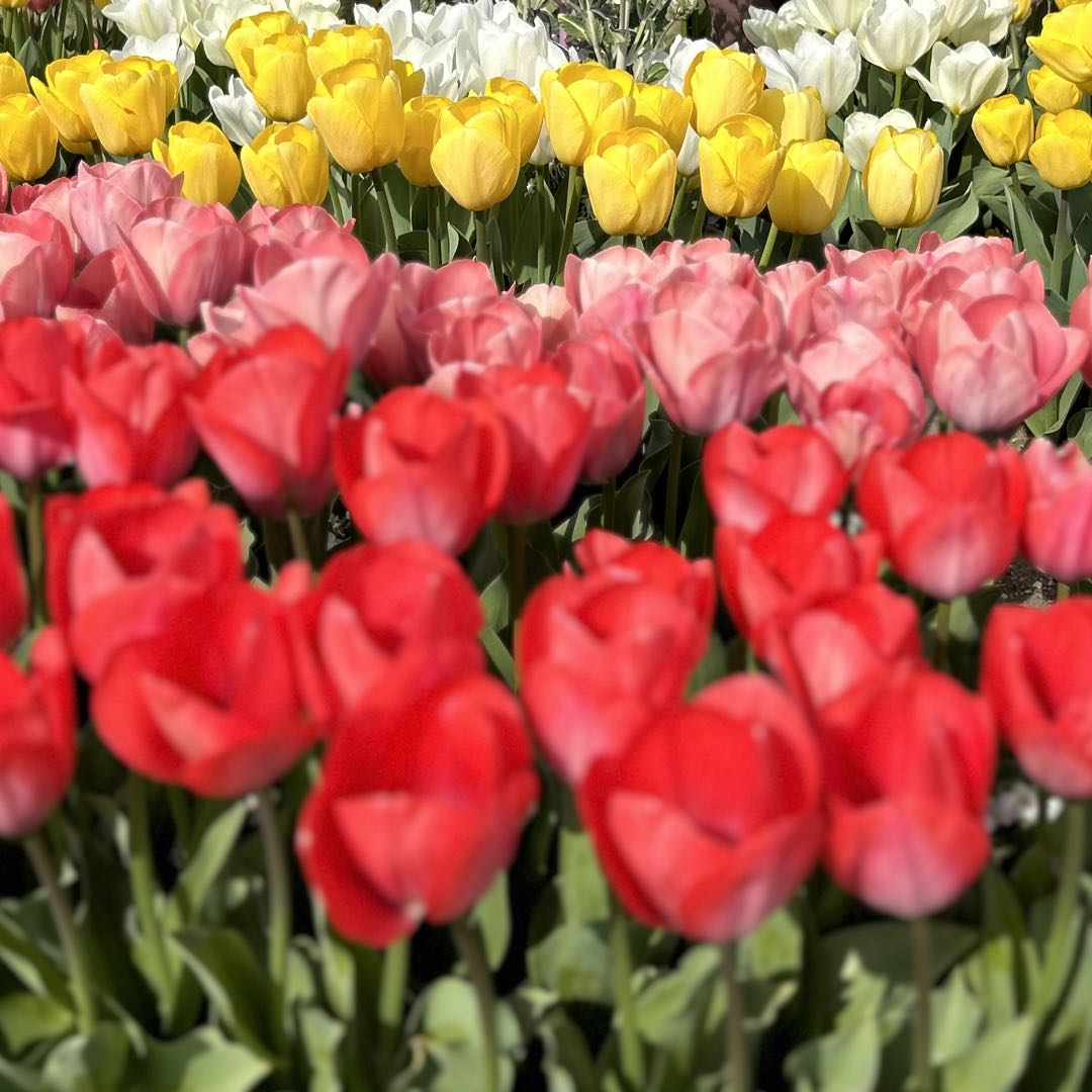 新品 5万超え 49AV. ジュンコシマダ リーフ柄 パンツ 大きいサイズ 40  