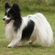 ペット✩犬✩マナーベルトオーダー用 サンプル(確認用)パピヨン犬柄 ピンク