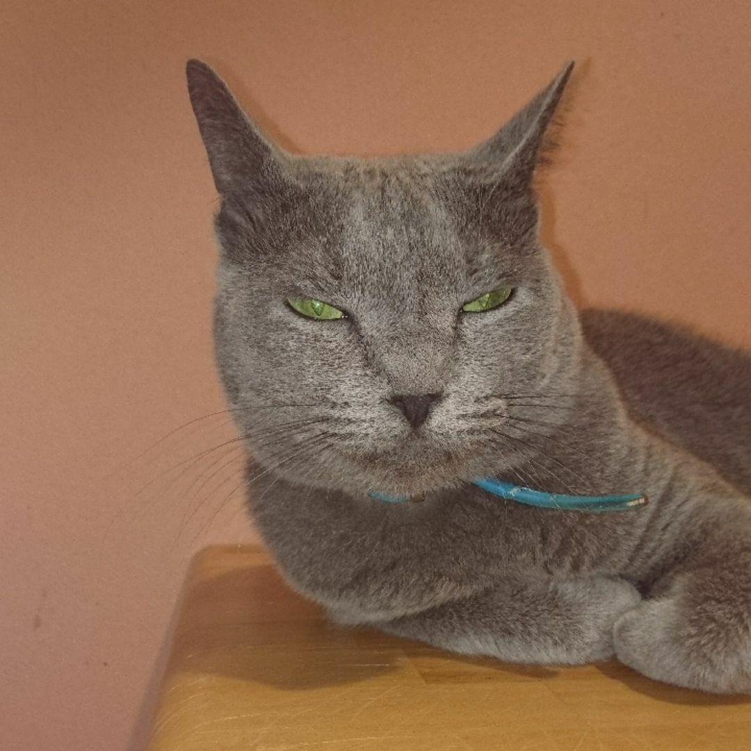 ベセム SDX 超音波 美顔器 中古たかの友梨と性能同じ - メルカリ 