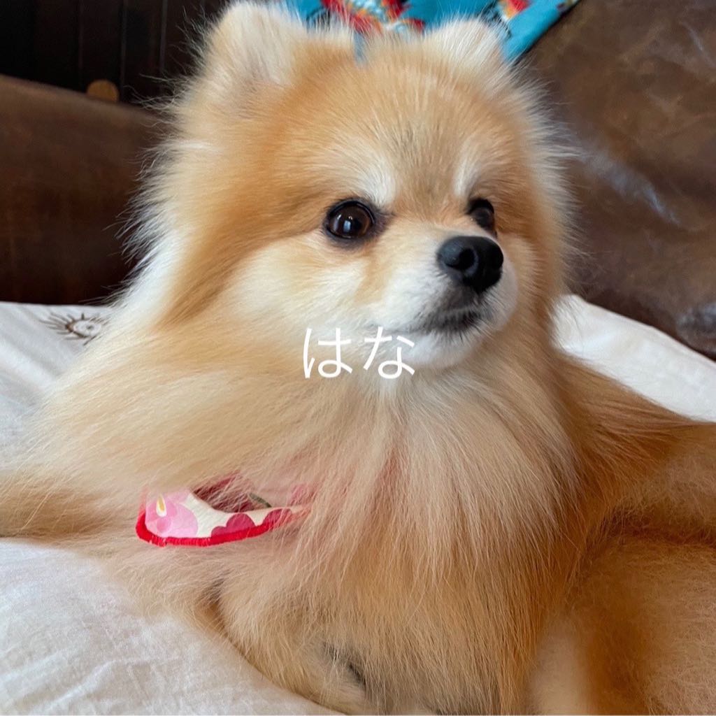 プレゼントを選ぼう Avirex A 2革ジャン レザージャケット Www Oroagri Eu