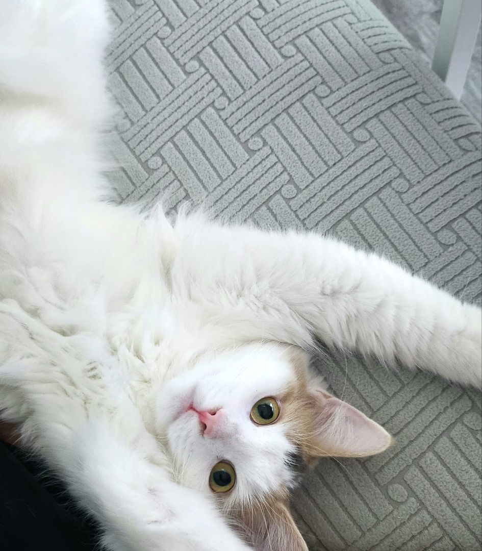 RTX 3060 コルセア簡易水冷 - メルカリ 