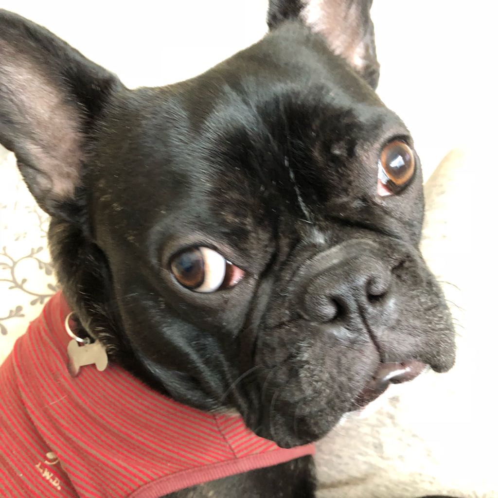 美品MONCLER大きいサイズ犬用ダウン 犬 ダウンベスト POLDO - メルカリ