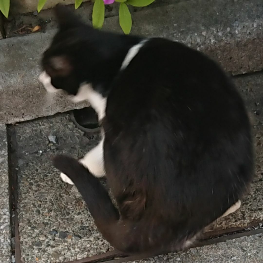 C105 RUINON 等身大タペストリー 戌神ころね フカヒレ コミケ - メルカリ 